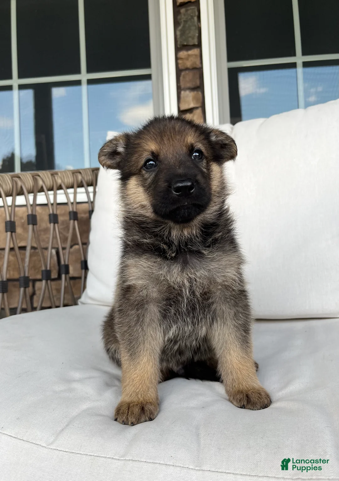 German Shepherd dogs for sale: Wiley - Ad 2