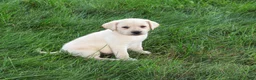 Labrador Retriever dogs for sale: Rosco - Ad 6