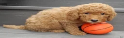 Mini Goldendoodle dogs for sale: Sammy - Ad 3