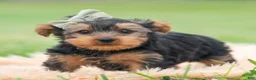 Yorkshire Terrier dogs for sale: Buddie - Ad 4