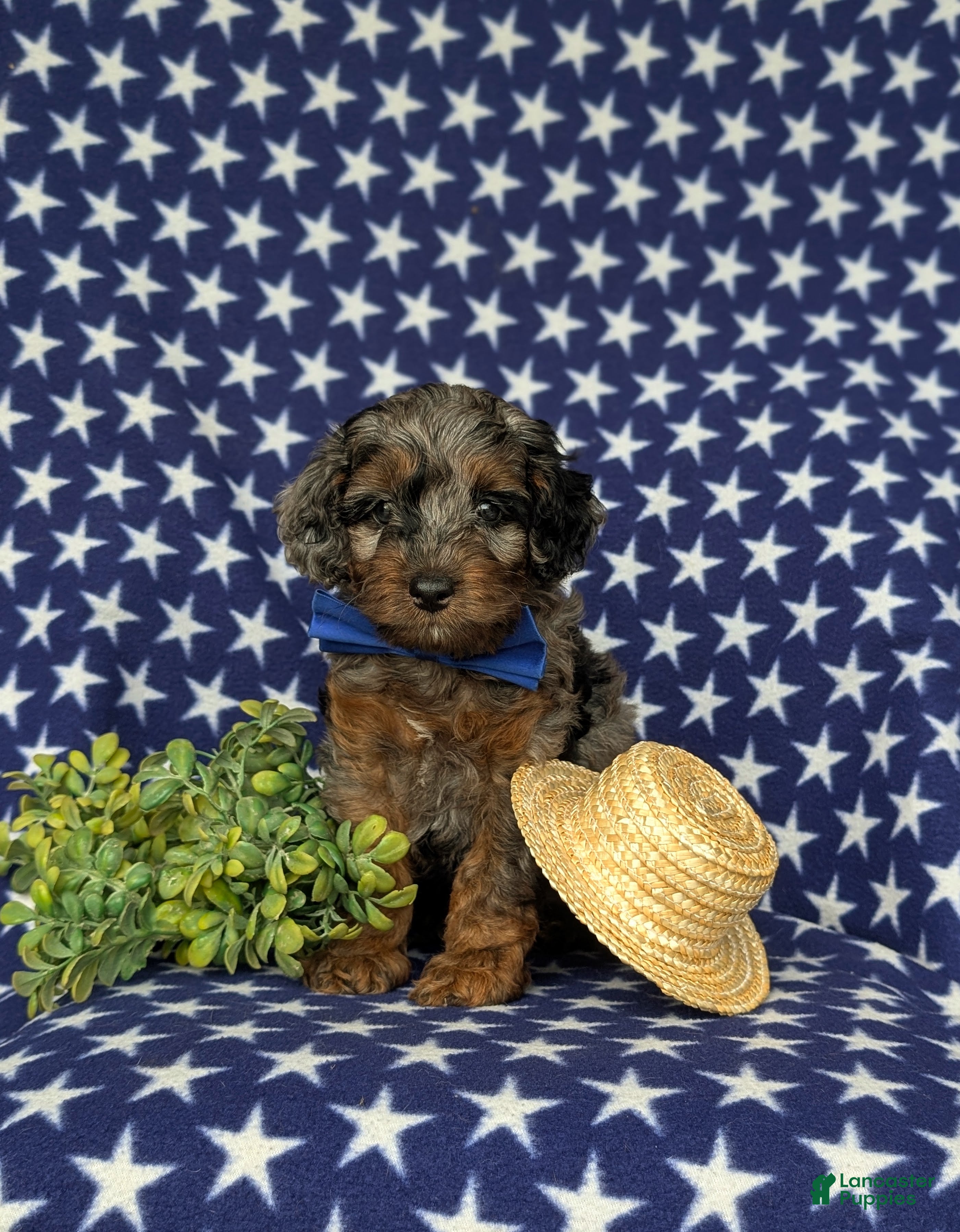 Cockapoo dogs Clark Hypoallergenic - Ad 1