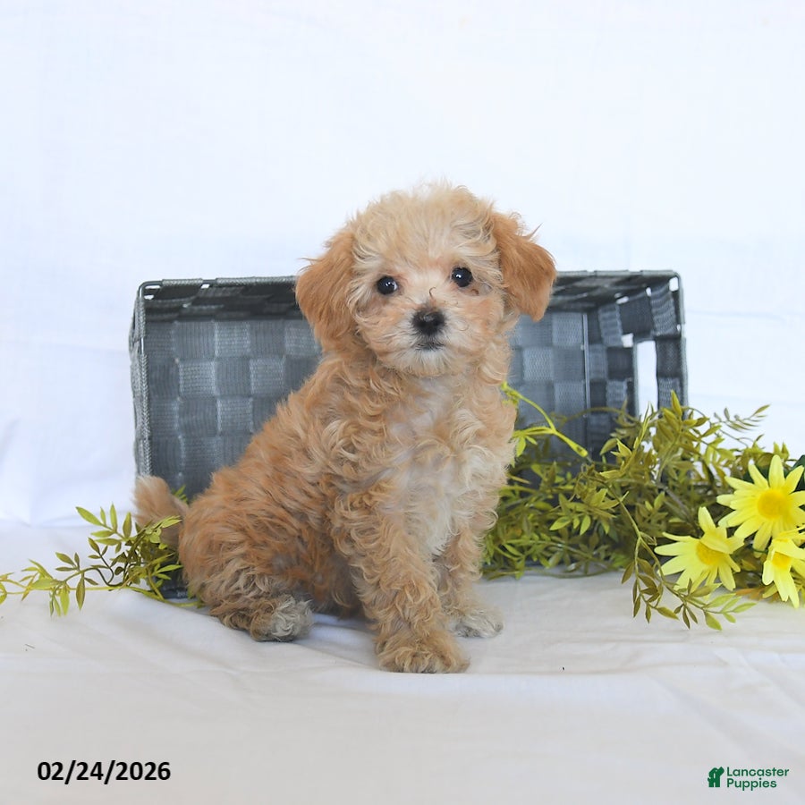 Maltipoo dogs Bailey - Ad 2