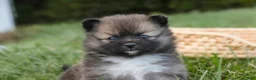 Pomeranian dogs for sale: Daphne Pomeranian  - Ad 5