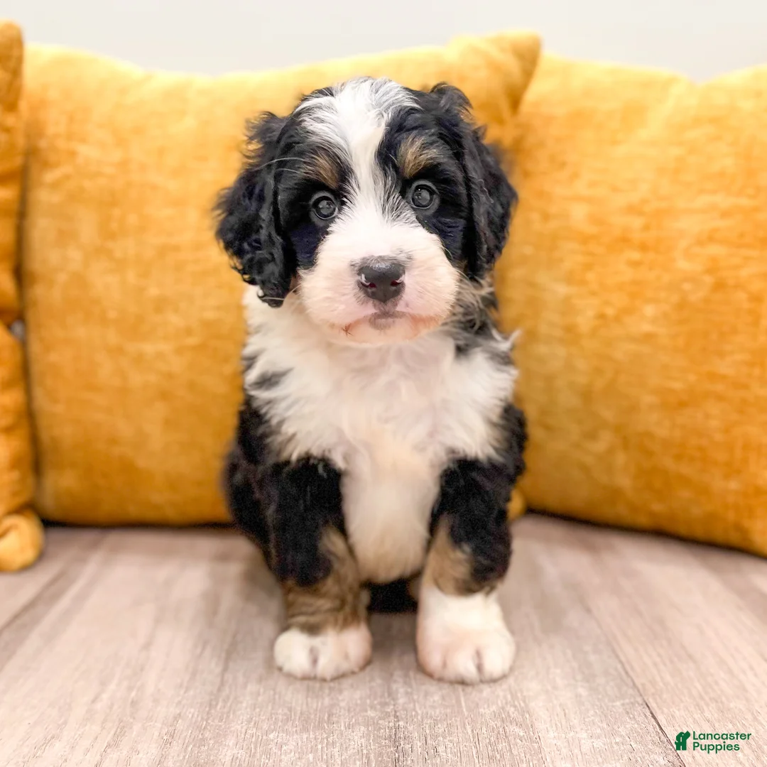 Mini Bernedoodle dogs for sale: Buddy - Ad 2