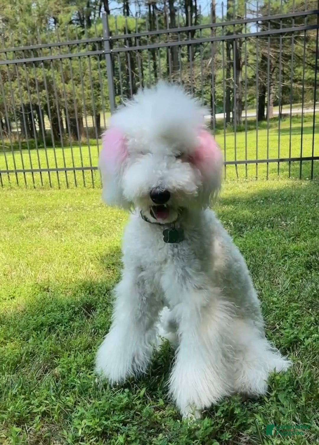 Standard Poodle dogs for sale: Standard Poodle Puppy 3 - Ad 2