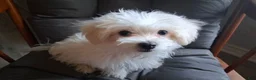 Maltese dogs for sale: Silas - Ad 3