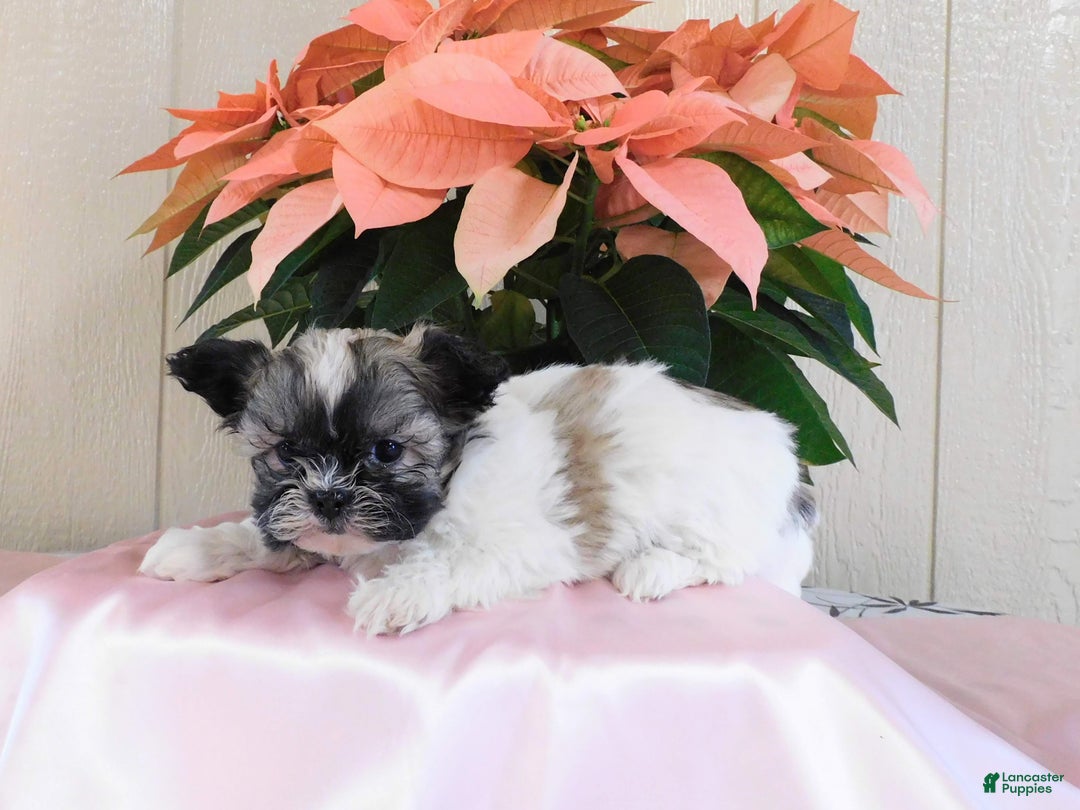 Teddy Bear dogs for sale: Ollie - Ad 4