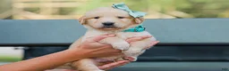 Golden Retriever dogs for sale: Ansel ACA Golden Retriever Pup - Ad 5