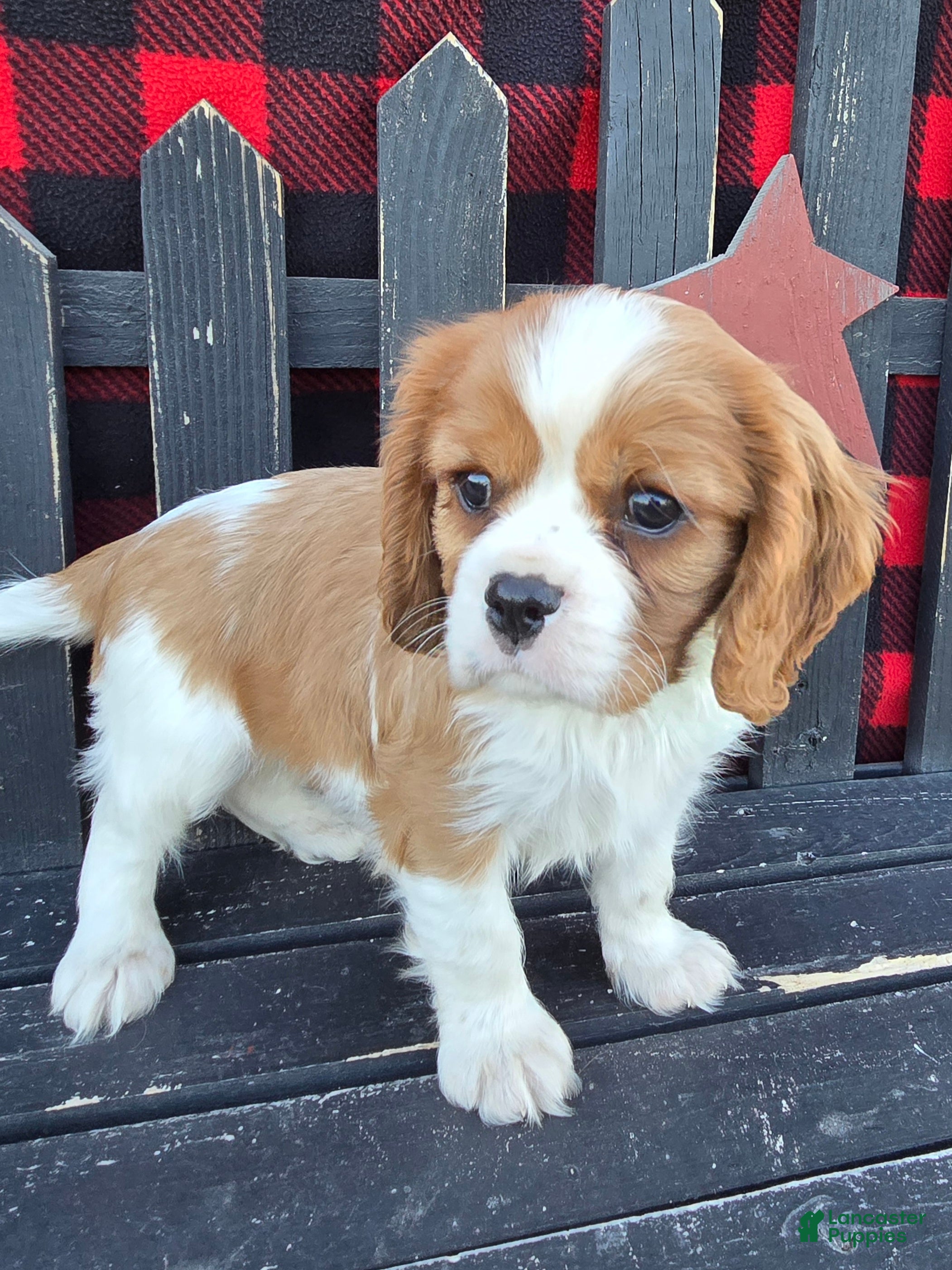 Cavalier King Charles Spaniel dogs Hershey - Ad 1