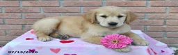 Golden Retriever dogs for sale: Indie - Ad 1
