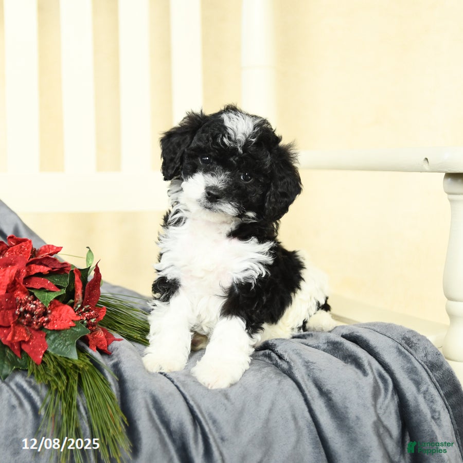 Cavapoo dogs Captain - Ad 41