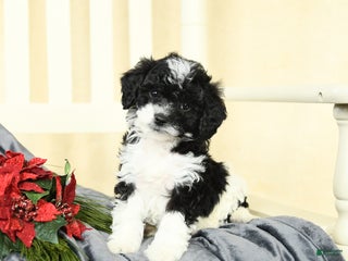 Cavapoo dogs for sale: Captain - Ad 4