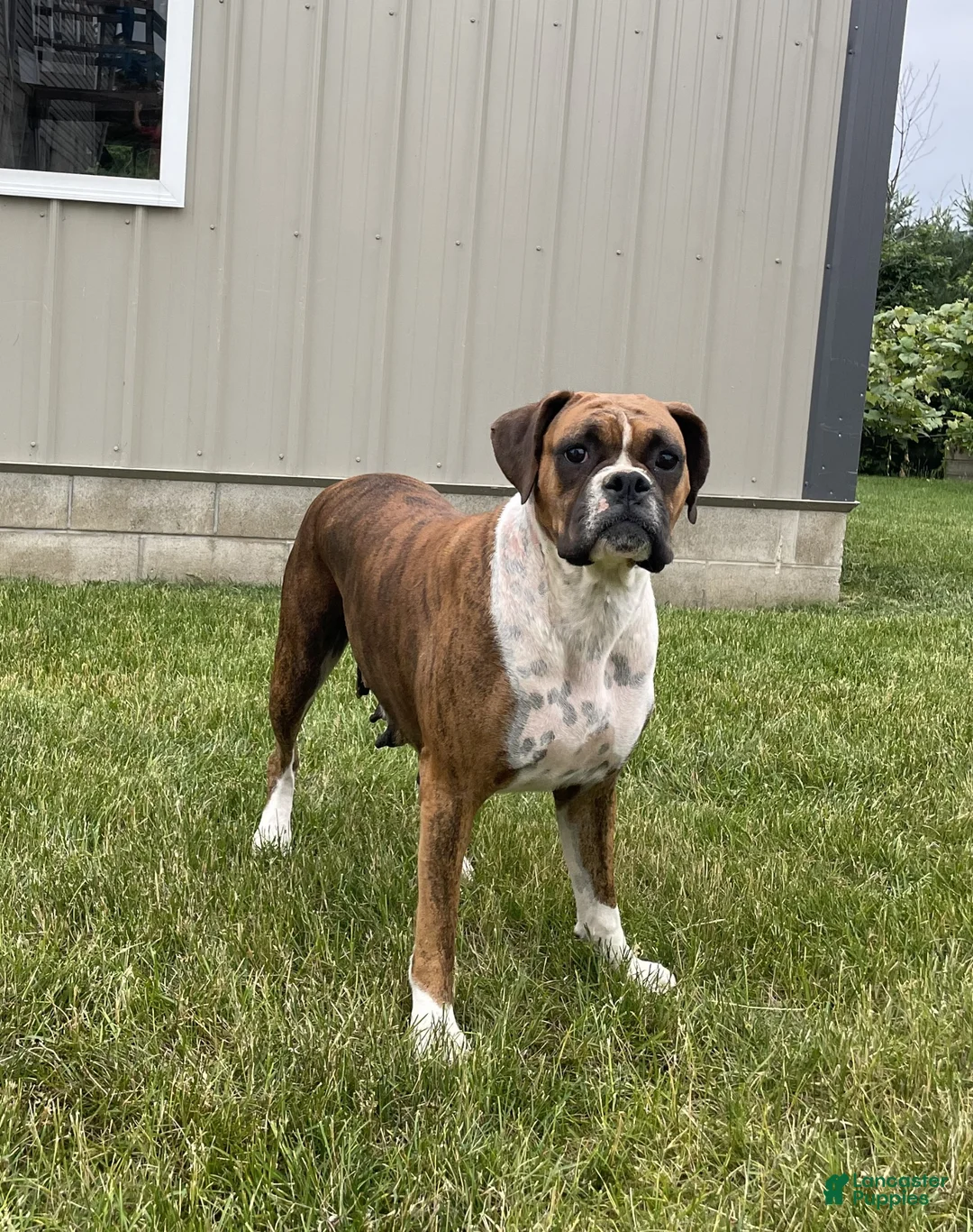 Boxer dogs for sale: Bella Euro - Ad 1