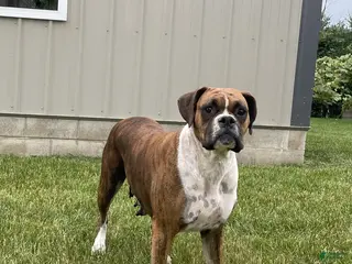 Boxer dogs Bella Euro - Ad 2