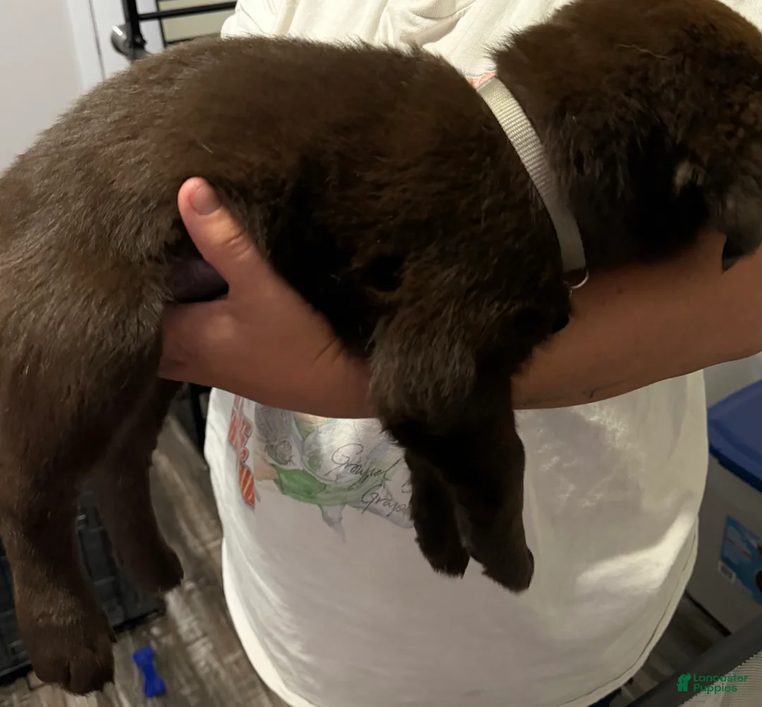 Labrador Retriever dogs for sale: Lab Puppy 4 - Gray Collar - Ad 2