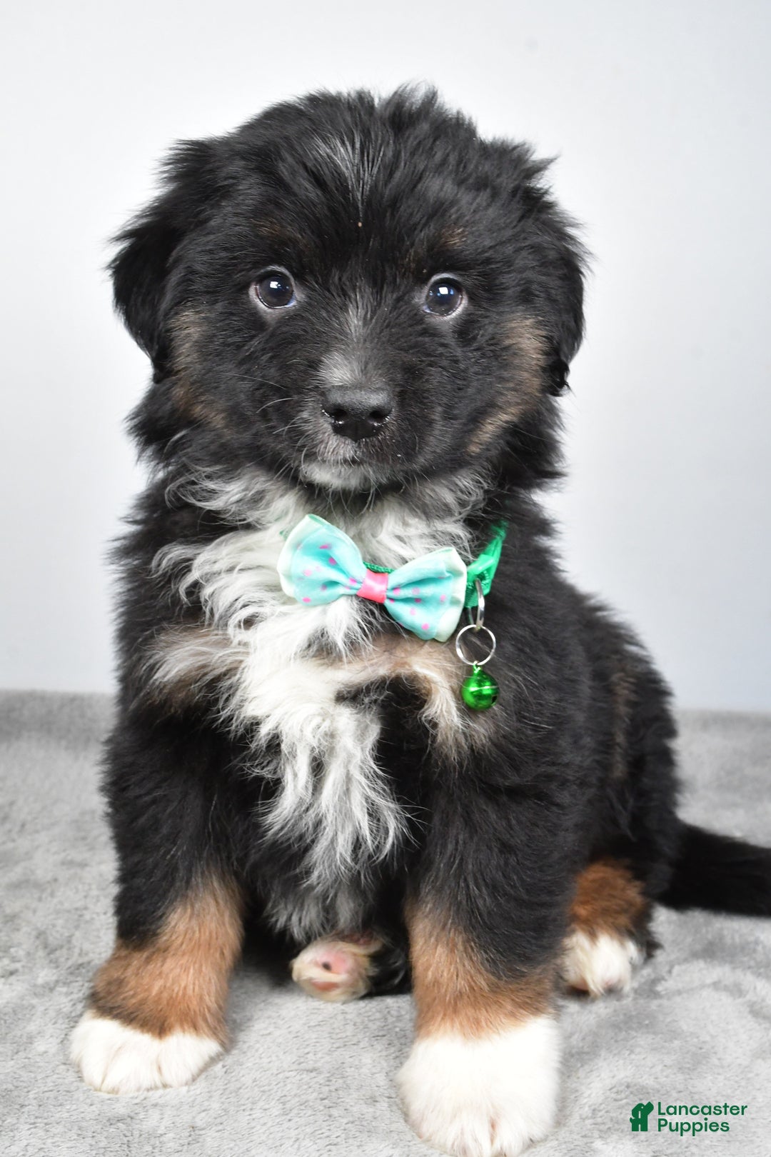 Miniature Australian Shepherd dogs for sale: Walter - Ad 1