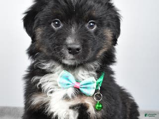 Miniature Australian Shepherd dogs Walter - Ad 10