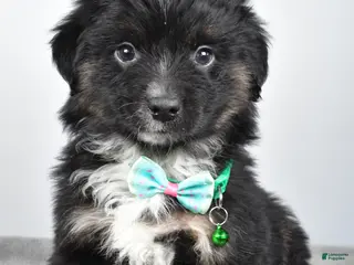 Miniature Australian Shepherd dogs Walter - Ad 37