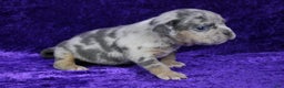 American Bully dogs for sale: Lilac Female - Ad 13