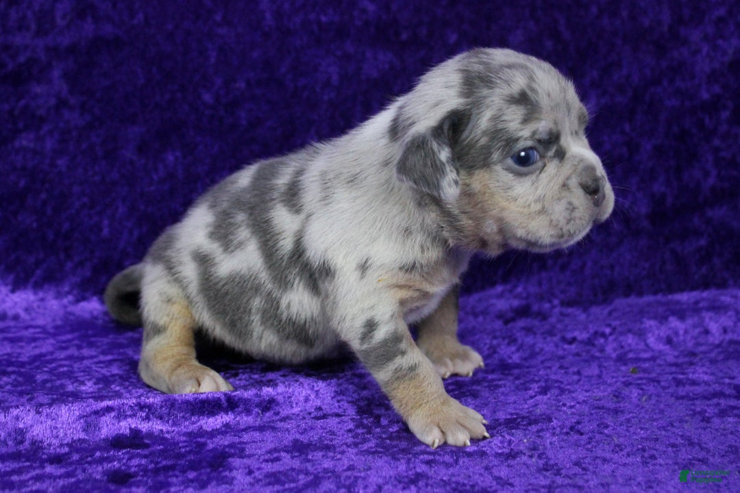 American Bully dogs for sale: Lilac Female - Ad 13