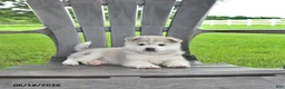 Pomsky dogs for sale: Aden - Ad 3