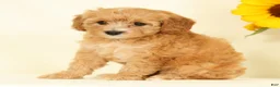 Cavapoo dogs for sale: Mandy - Ad 6