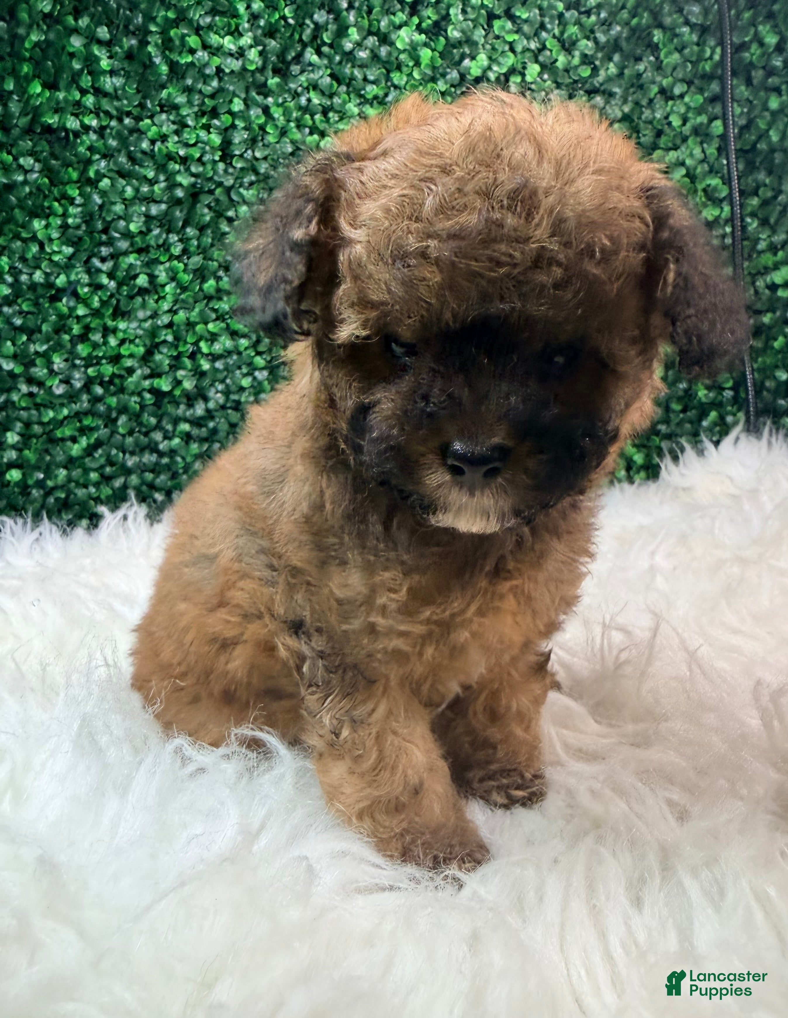 Toy Poodle dogs Scarlet - Ad 2