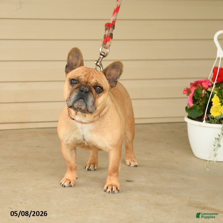 French Bulldog dogs Shelly - Ad 2