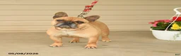 French Bulldog dogs for sale: Shelly - Ad 2
