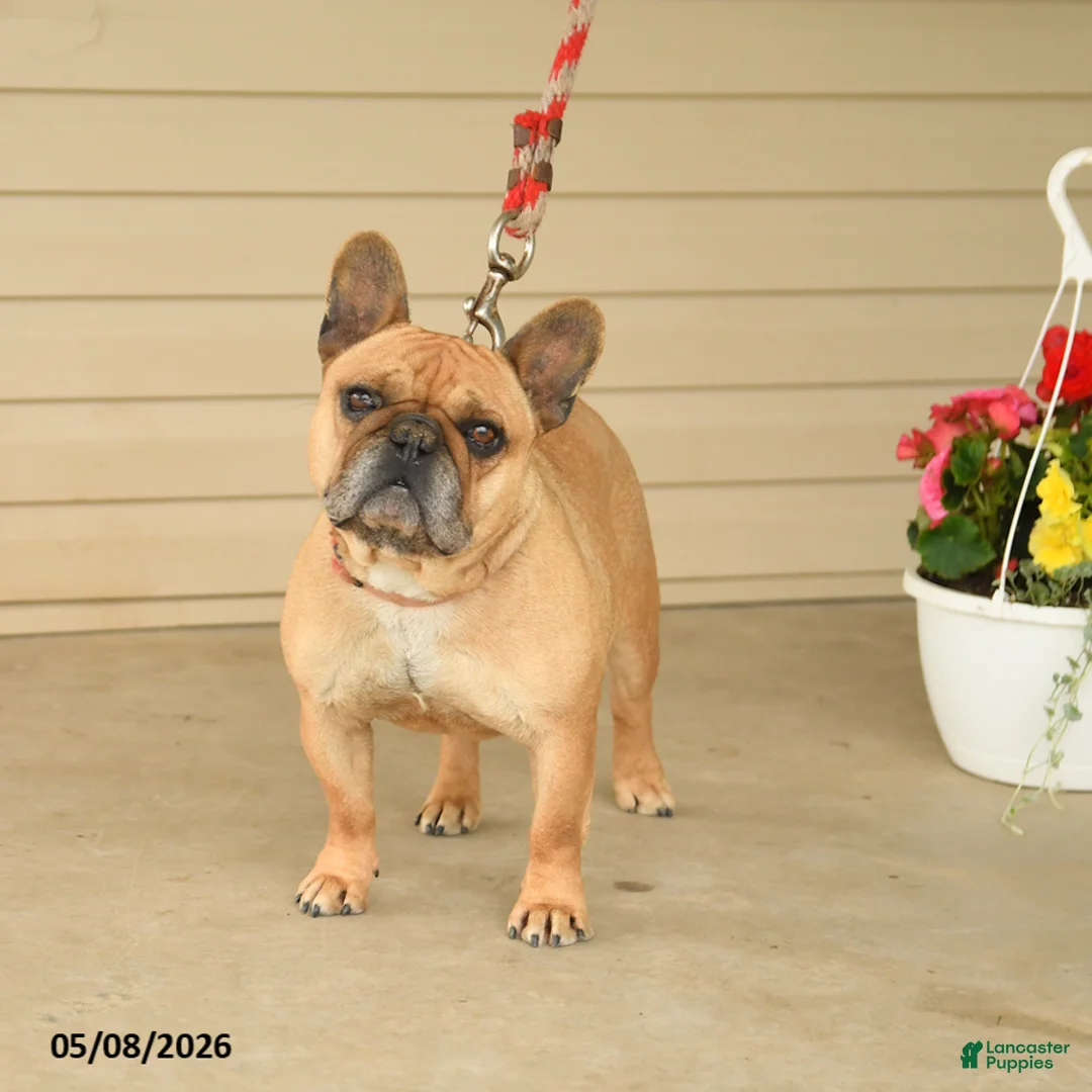 French Bulldog dogs for sale: Shelly - Ad 2