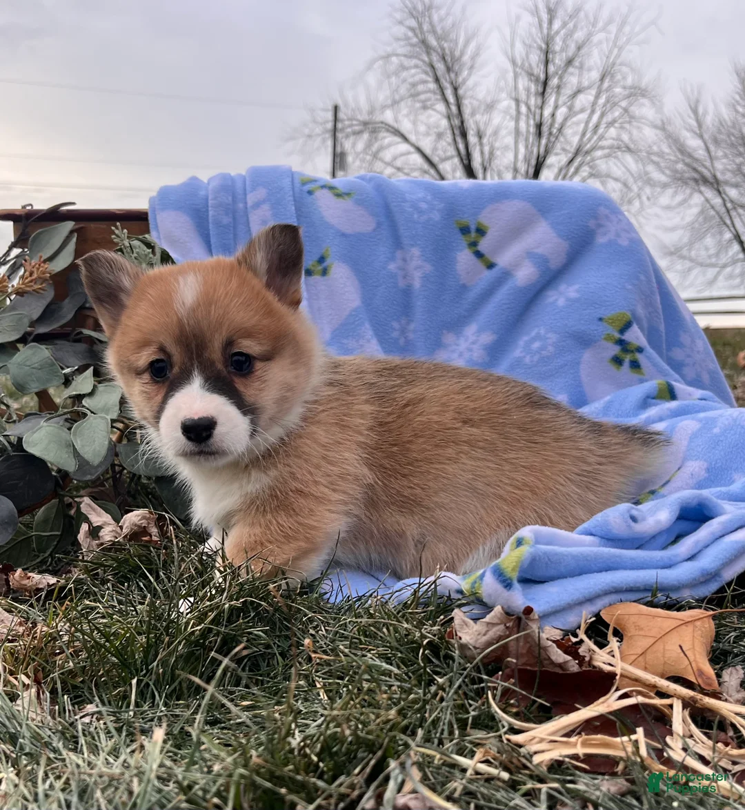 Welsh Corgi Pembroke dogs for sale: Cupcake❤️🐾AKC Genetic Tested Parents❤️Call 717-201-1556 - Ad 2