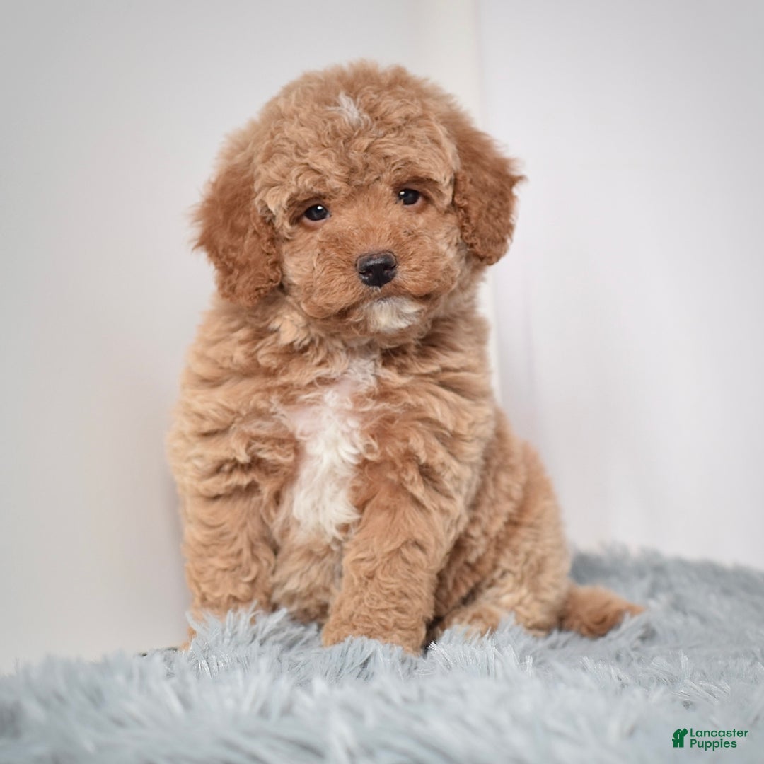 Mini Goldendoodle dogs for sale: Mr. Ozzie - Ad 4