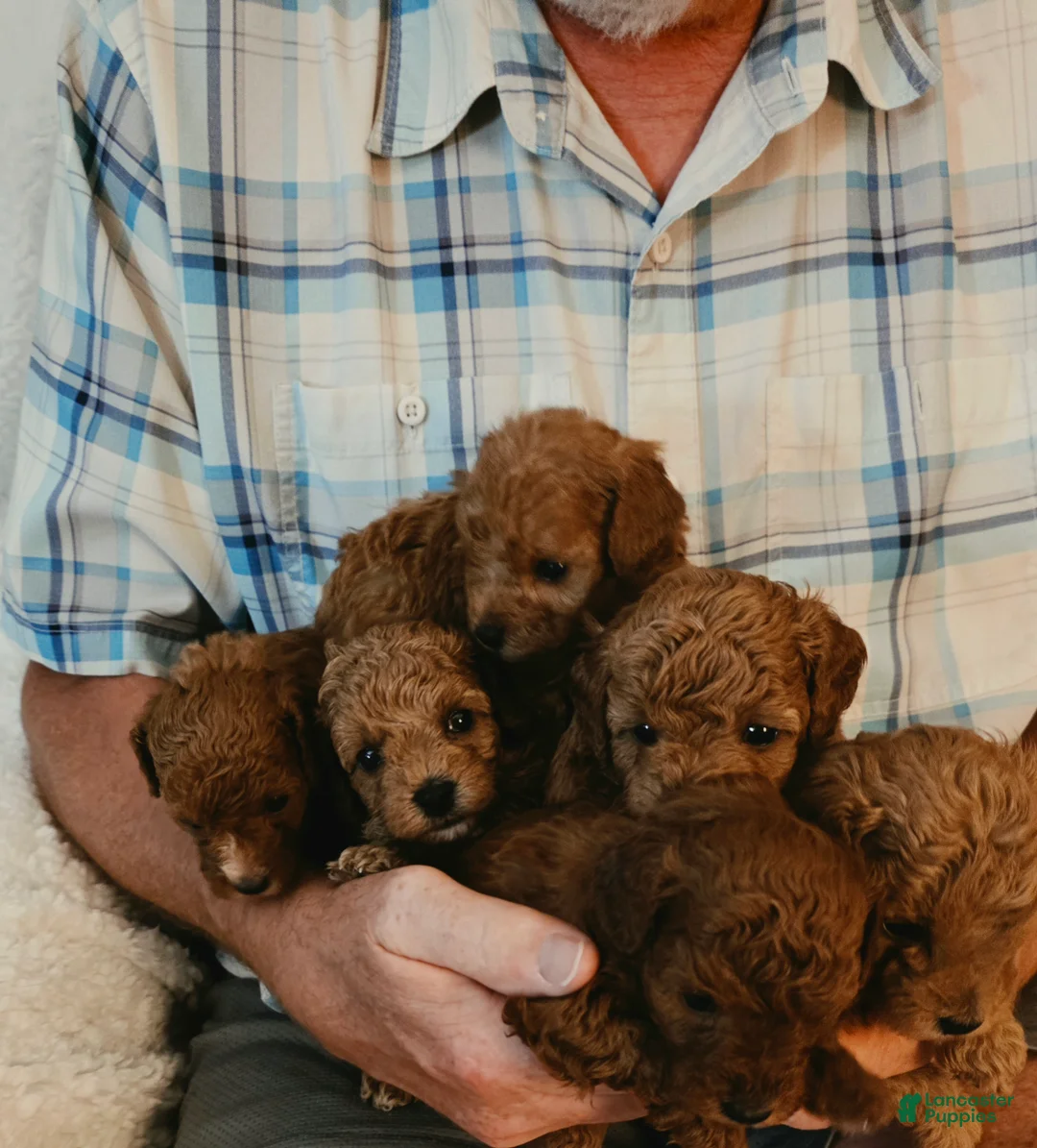 Toy Poodle dogs for sale: Toy Poodle 6 - Ad 2