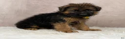 German Shepherd dogs for sale: Oliver  - Ad 4