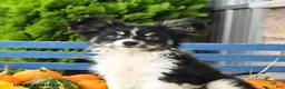 Papillon dogs for sale: Mitch - Ad 3