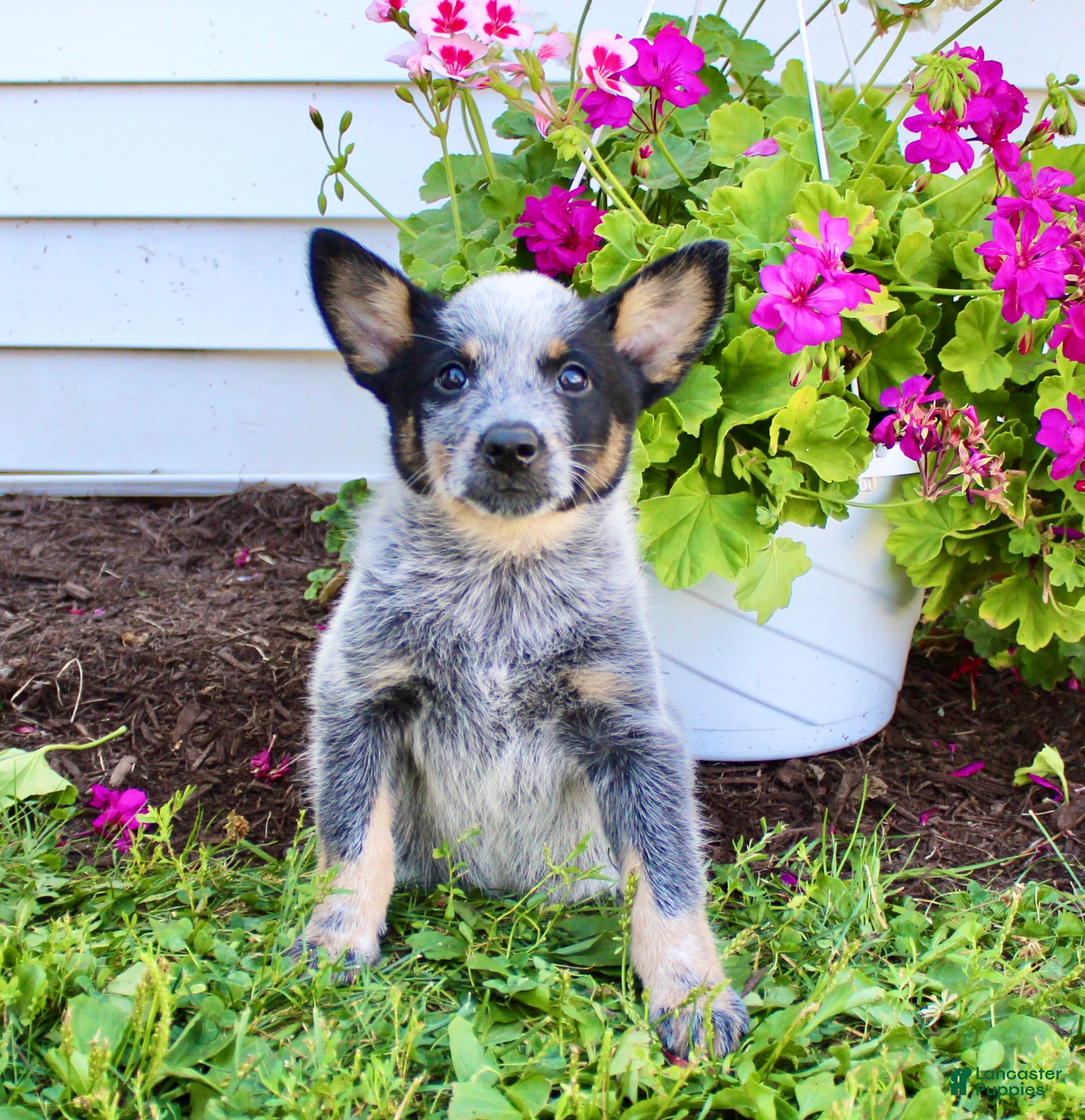 Australian Cattle Dog Blue Heeler Shar Pei Mix Australian Shepherd
