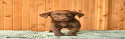 Labrador Retriever dogs for sale: Gadget  - Ad 3