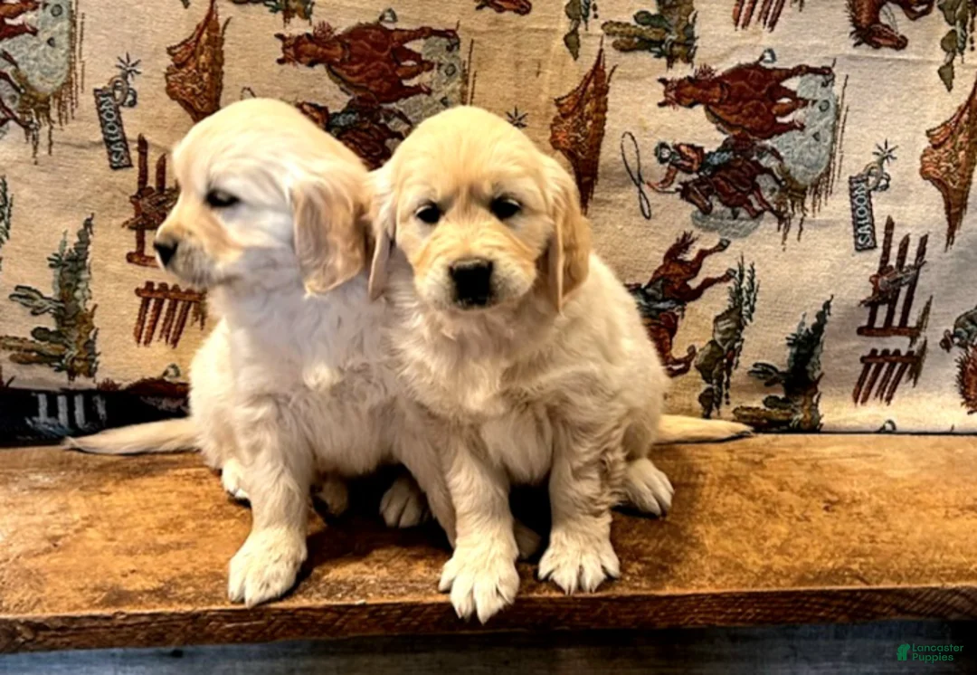Golden Retriever dogs for sale: Peaches - Ad 3