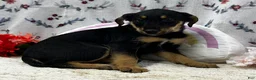 Airedale Terrier dogs for sale: Airedale Terrier Puppy 2 - Ad 3