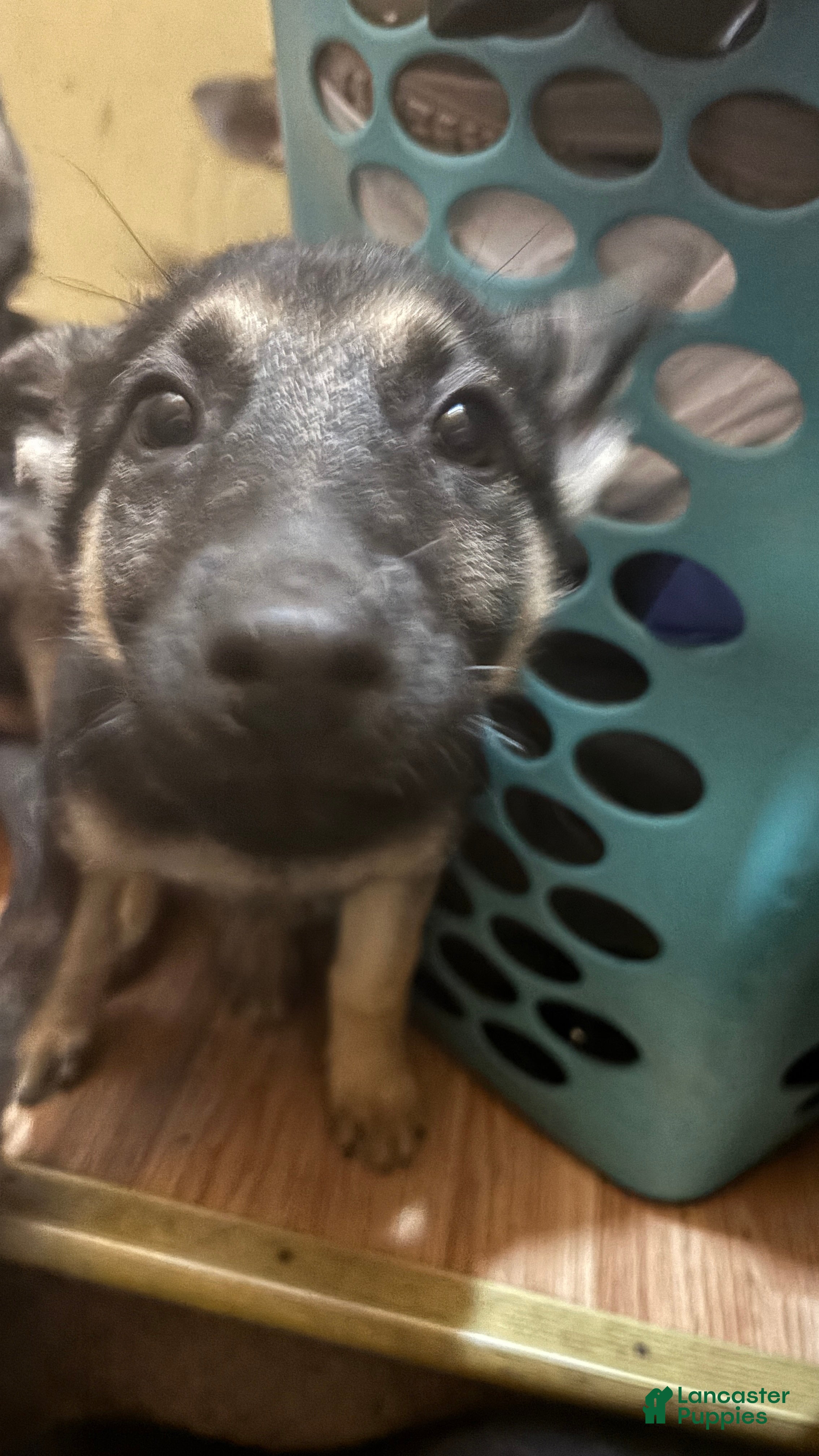 German Shepherd dogs Riley  - Ad 2
