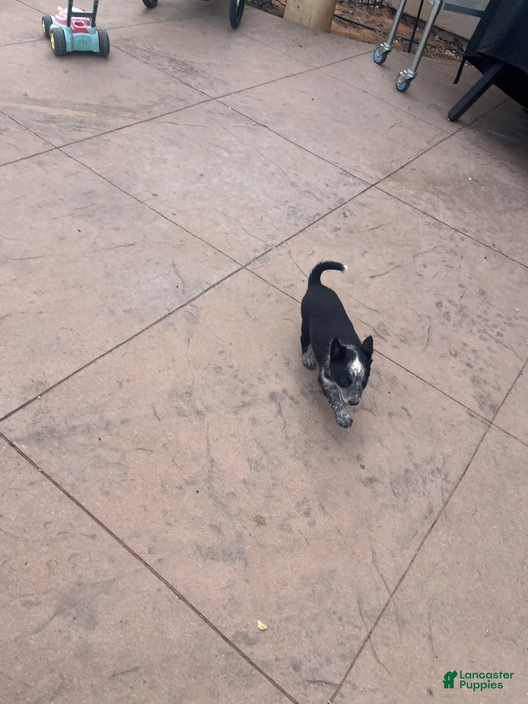Mixed Breed dogs for sale: Mixed Breed Puppy 6 - Ad 1