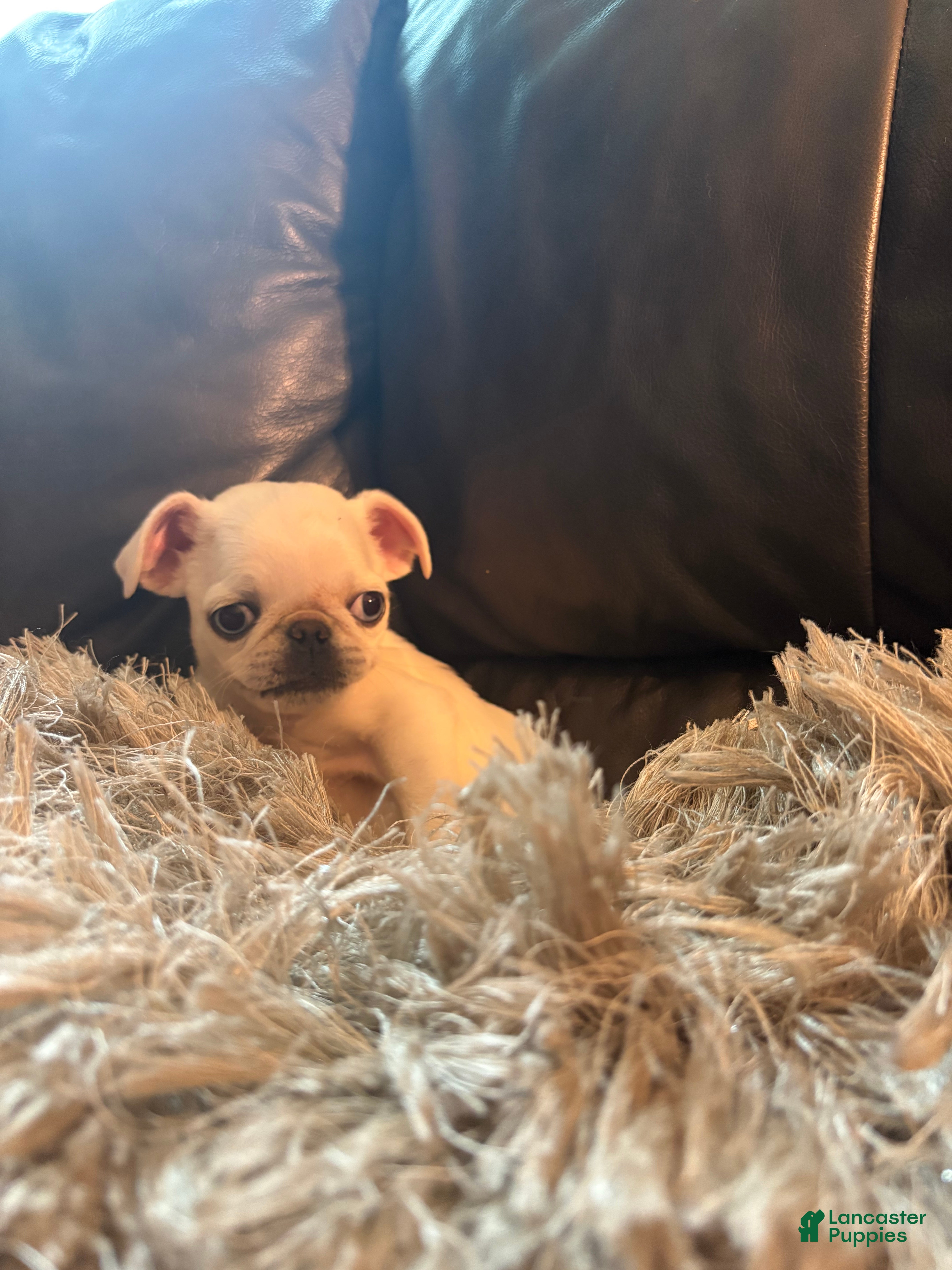 Pug dogs for sale: Ollie  - Ad 5