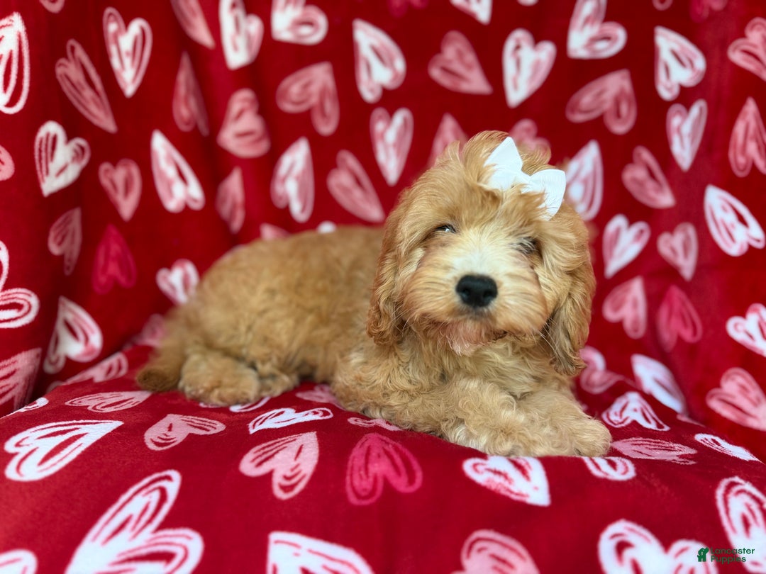 Mini Goldendoodle dogs for sale: Ruby - Ad 8