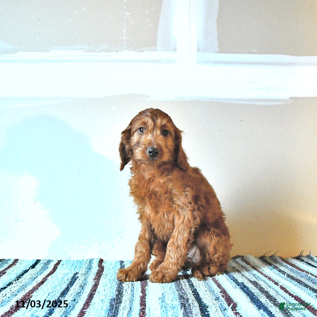 Irish Doodle dogs for sale: Lady - Ad 3