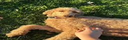 Standard Poodle dogs for sale: Lily (spayed) adult Standard Poodle - Ad 10