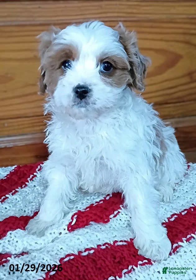 Cavapoo dogs Victor - Ad 2