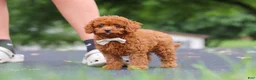 Cavapoo dogs for sale: Wallen - Ad 11