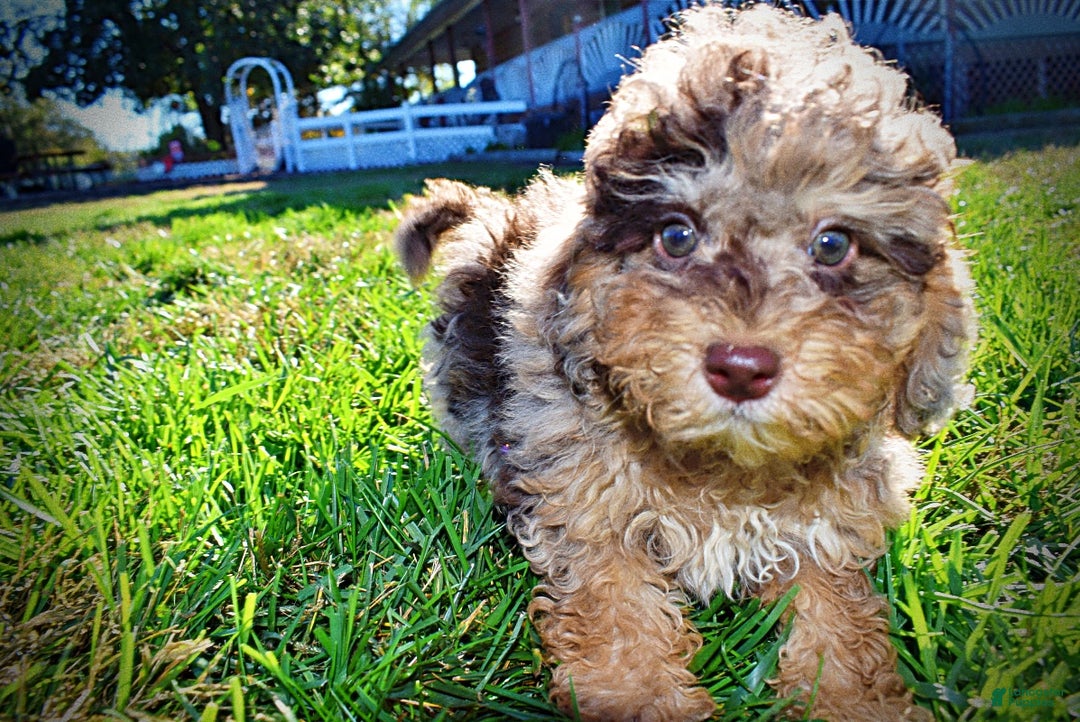 Havapoo dogs for sale: Jackson - Ad 19