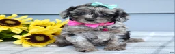 Cockapoo dogs for sale: Olivia - Ad 6