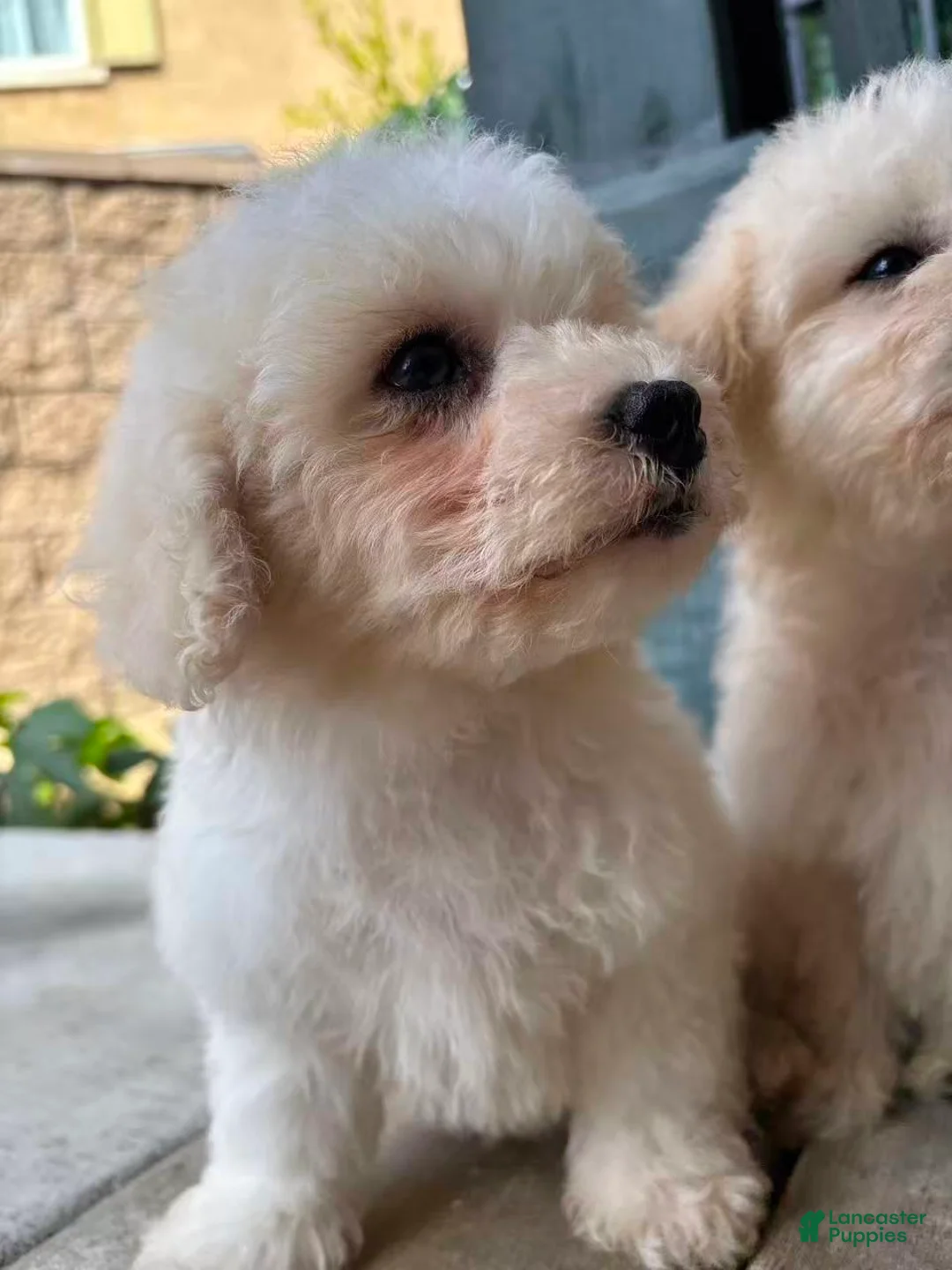 Miniature Poodle dogs for sale: Duke - Ad 1